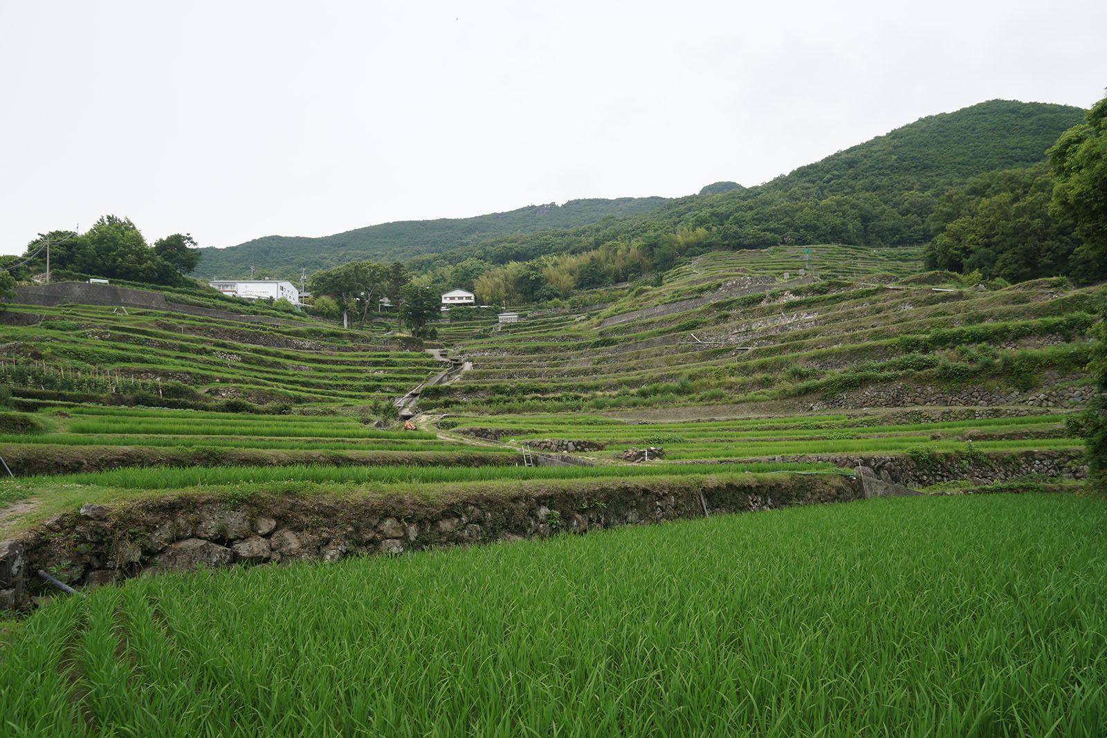 20140626-dsc08703.jpg